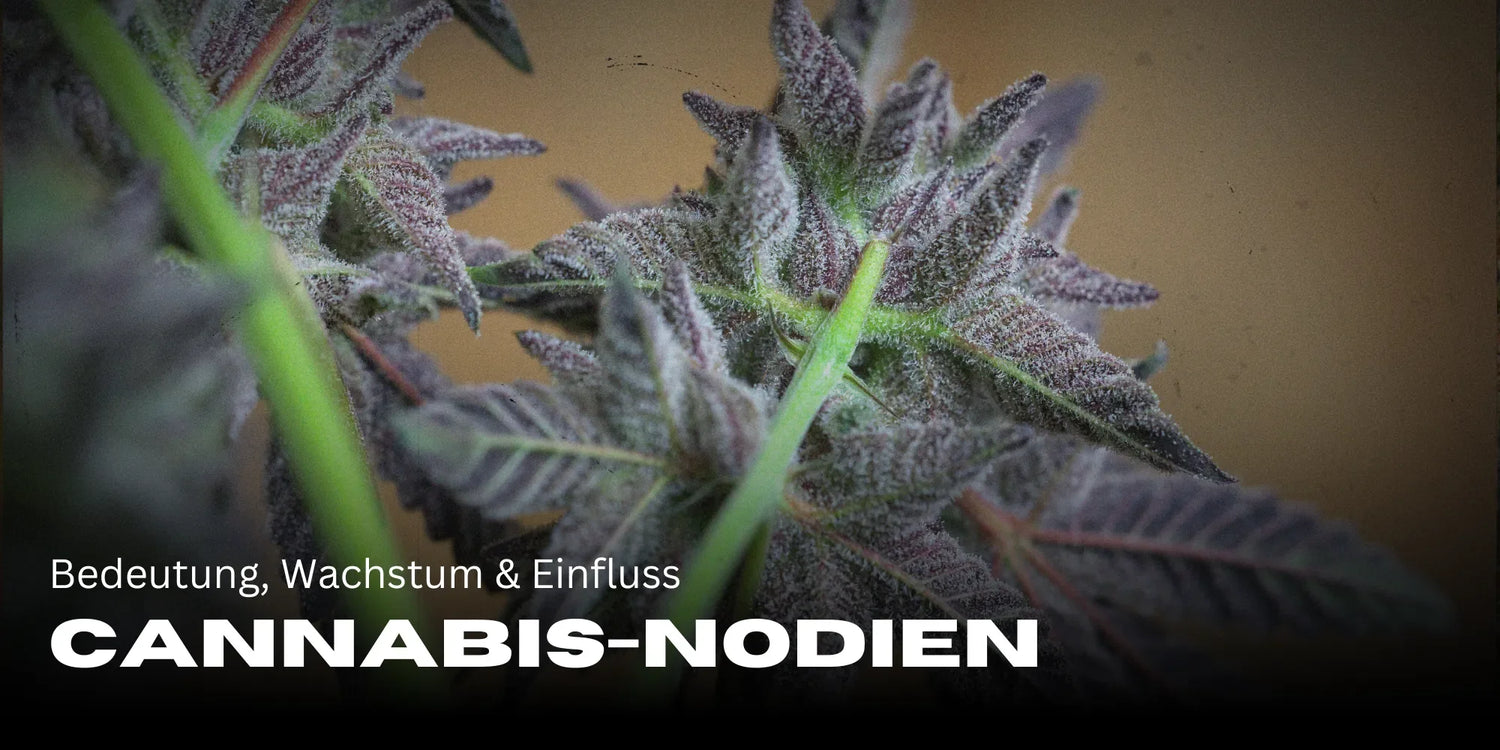 Cannabis-nodiën: Betekenis, groei & invloed-Smagro GmbH