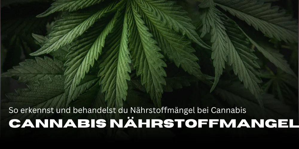 Deficiencia de nutrientes en el cannabis