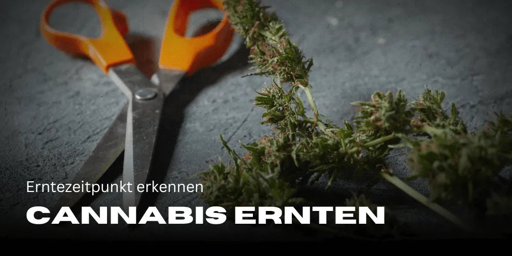 Kannabisz betakarítása