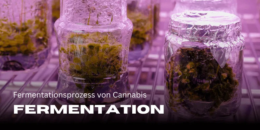 Kannabisz erjesztése