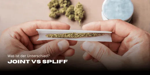 Joint vs Spliff Kwiaty konopi w tle rozmyte, a na pierwszym planie Joint, który jest skręcany.