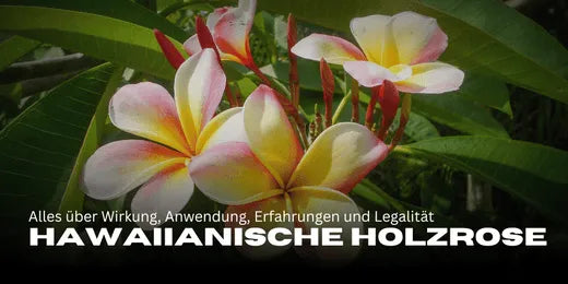 Rosa de madera hawaiana: Todo sobre efectos, uso, experiencias y legalidad