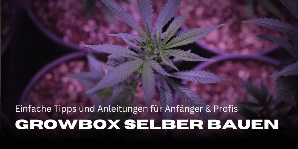 Construir tu propia growbox: Consejos y guías sencillas para principiantes y expertos