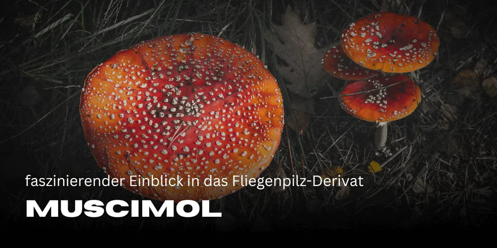 Derivado de Amanita muscaria Muscimol