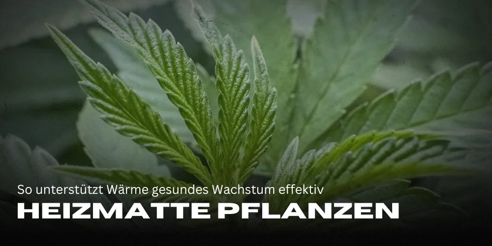 Fűtőszőnyeg növényekhez: Így segíti a meleg a növények egészséges növekedését hatékonyan