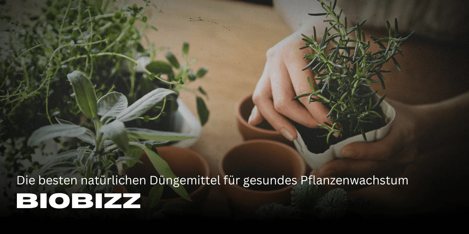 Biobizz: Najlepsze naturalne nawozy dla zdrowego wzrostu roślin