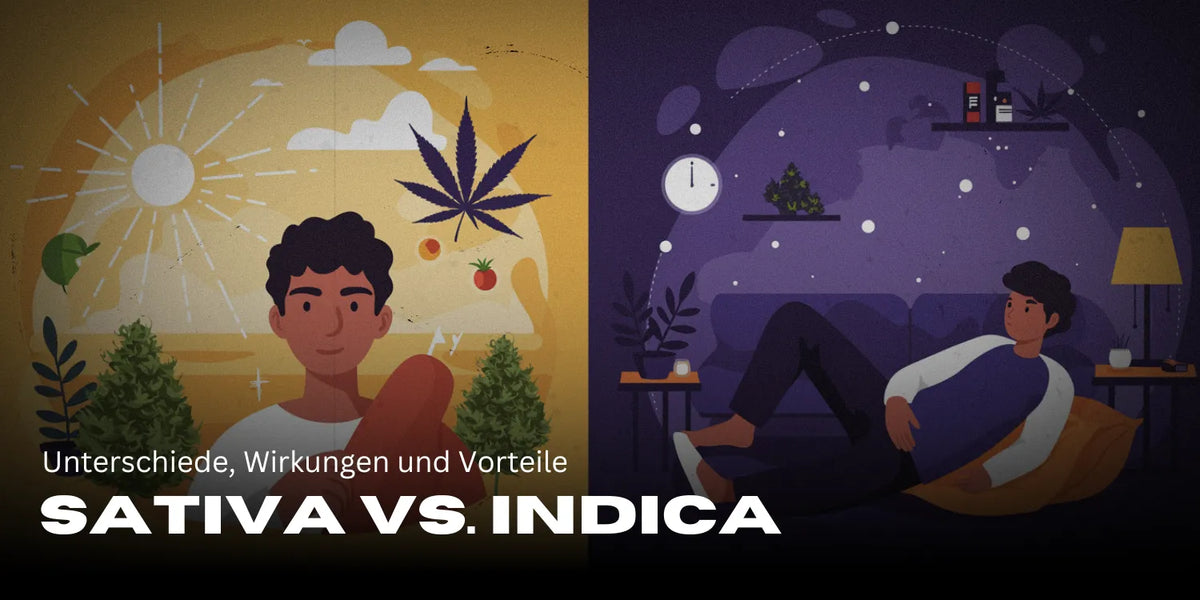 Sativa vs. Indica: Diferencias, efectos y beneficios