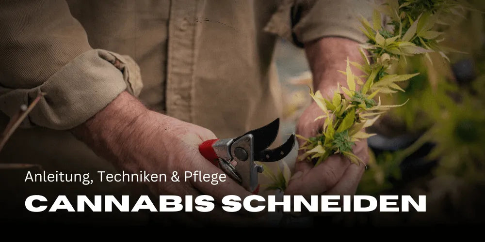Cannabis Pruning: Guide, Techniques & Care