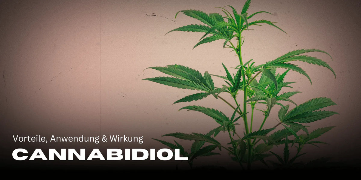 Kannabidiol: Zalety, zastosowanie i Efekty dla twojego dobrego samopoczucia 🌿
