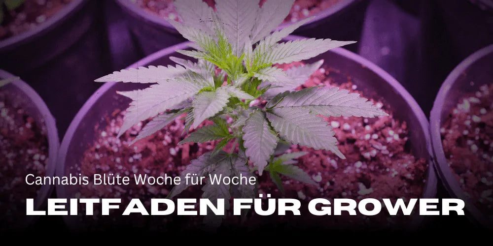 Cannabis Flower week by week: A guide for growers