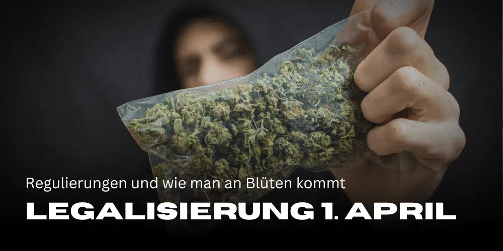 Légalisation du Cannabis 1er avril 2024 : Réglementations