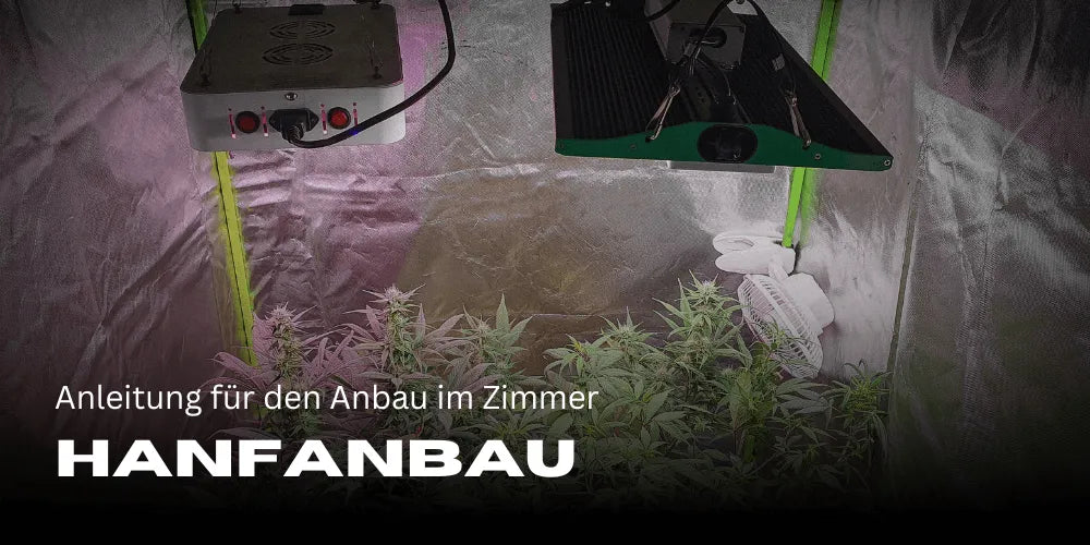 Indoor Hemp Cultivation: A Guide