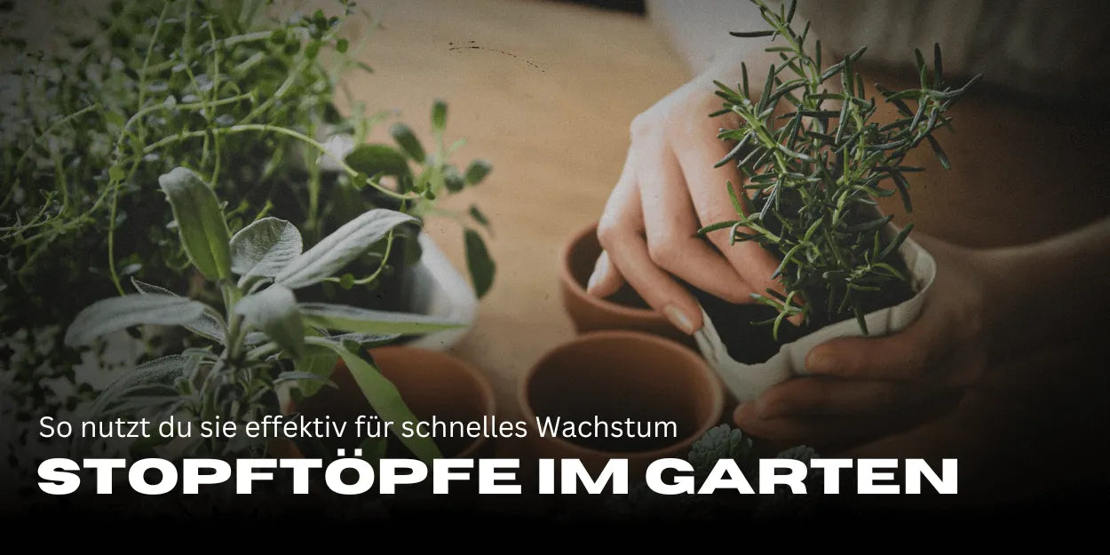Pots de rempotage dans le jardin : voici comment tu les utilises efficacement pour une croissance rapide