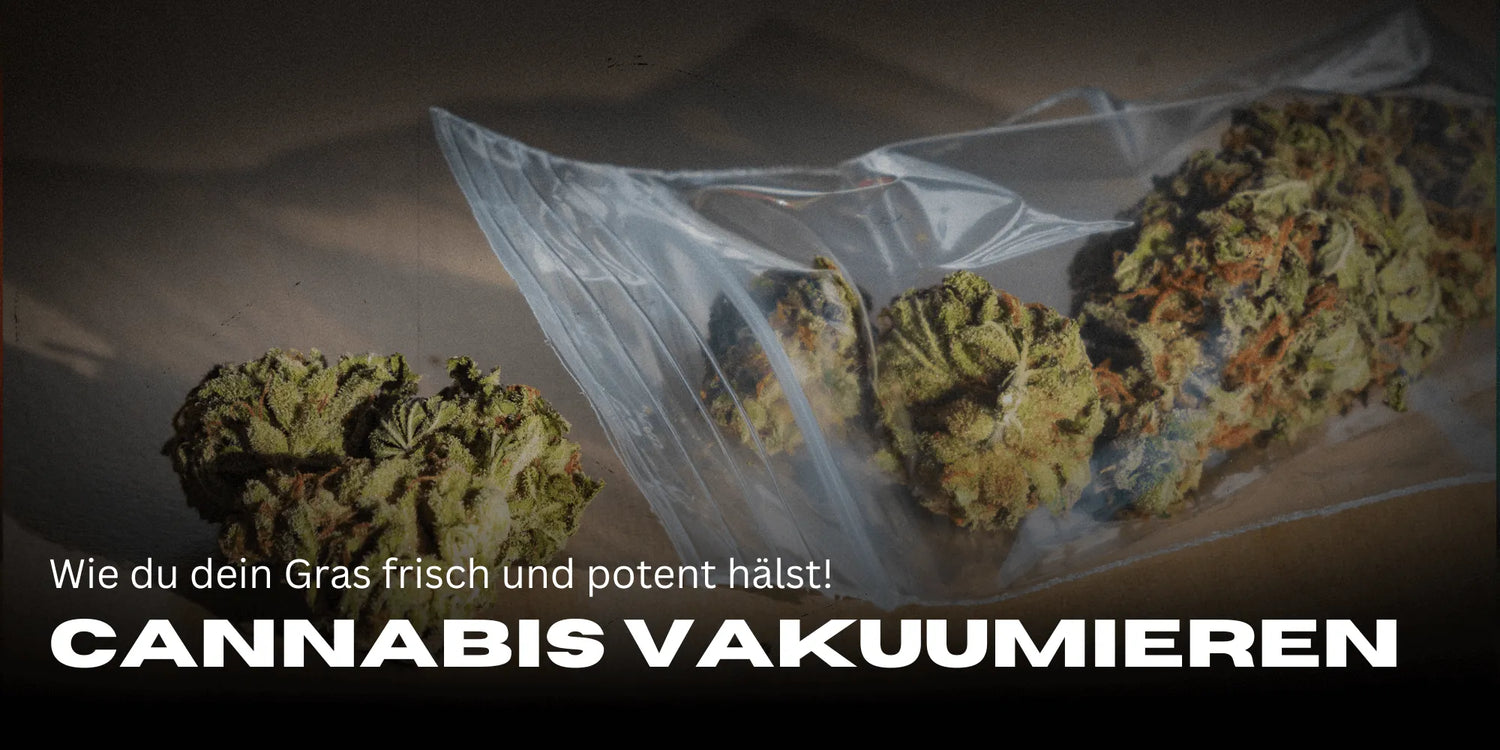 Vacuum sealing cannabis, cannabis in a plastic bag