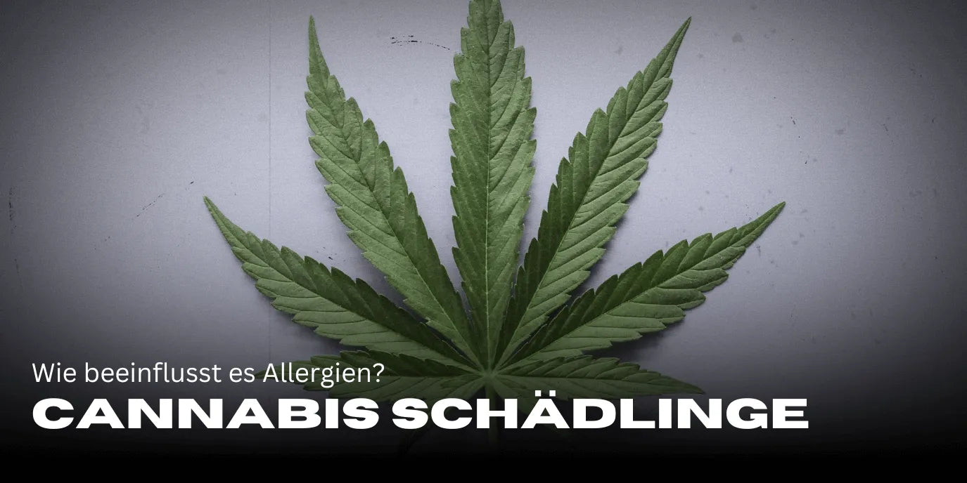 Cannabis en histamine: Hoe beïnvloedt het allergieën?-Smagro GmbH