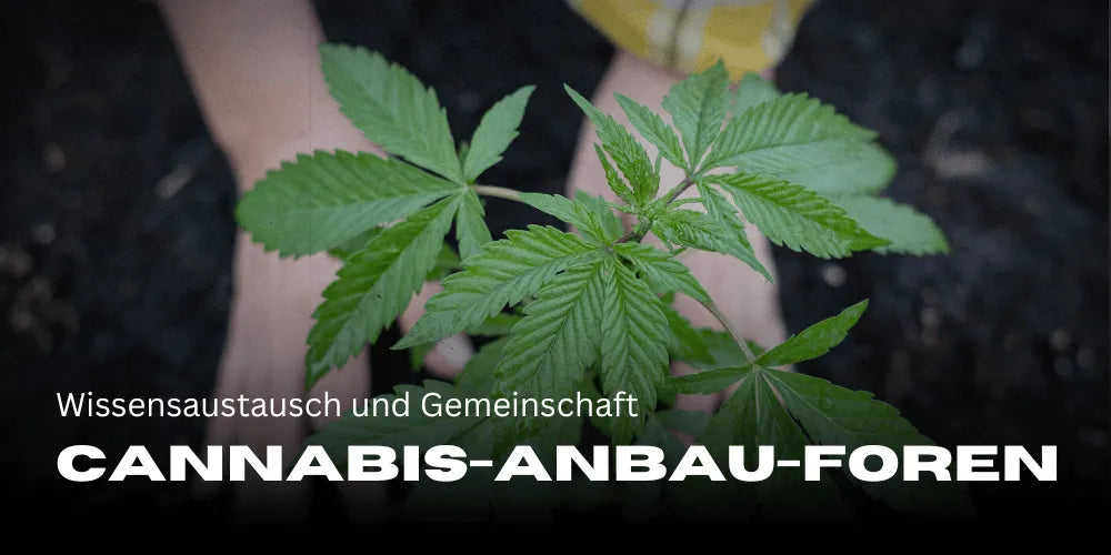 Forums de culture du Cannabis : échange de connaissances et communauté