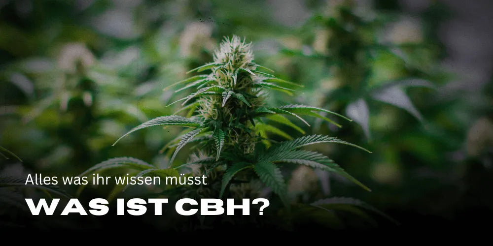 Qu'est-ce que le CBH ?