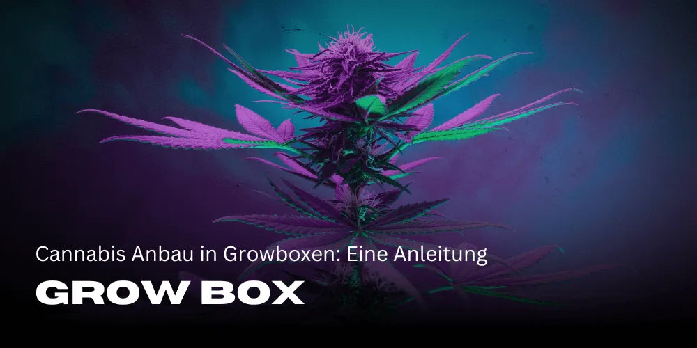 Cannabis Cultivation in Grow Boxes: A Guide