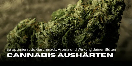 Curado de cannabis