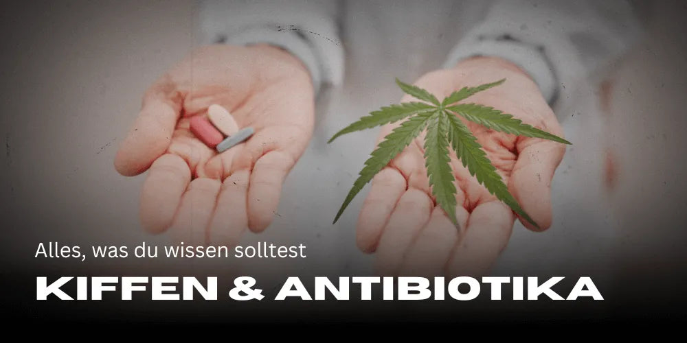 Fű és antibiotikumok: Minden, amit tudnod kell