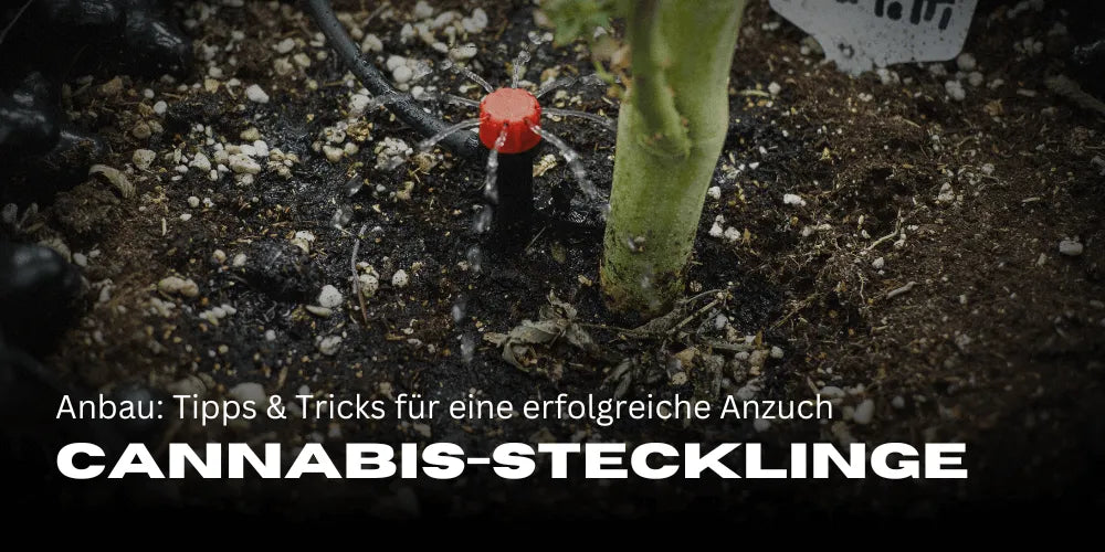 Cultivo de esquejes de cannabis: consejos y trucos para un cultivo exitoso