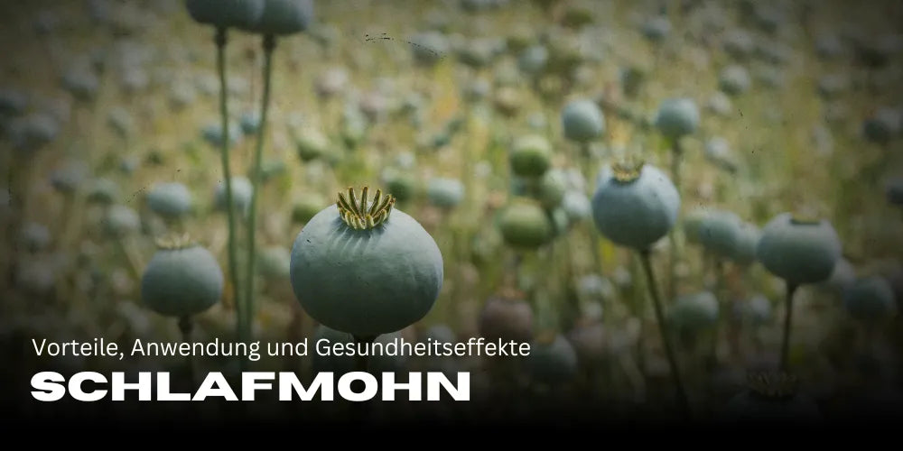 Slaapbol: Voordelen, gebruik en gezondheidseffecten 🌿