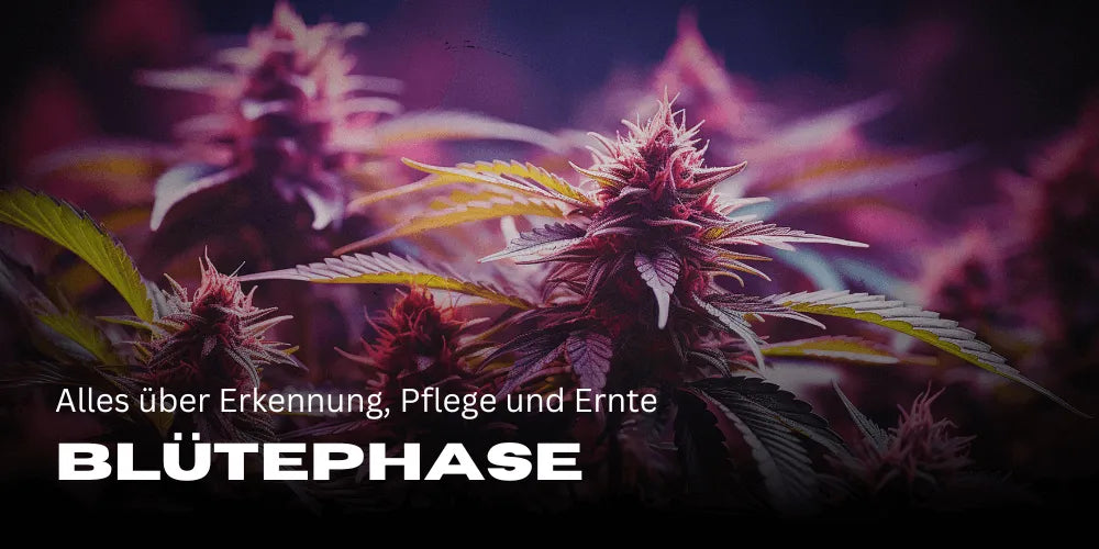 Cannabis Flowering Phase: Everything about Identification, Care, and Harvest
