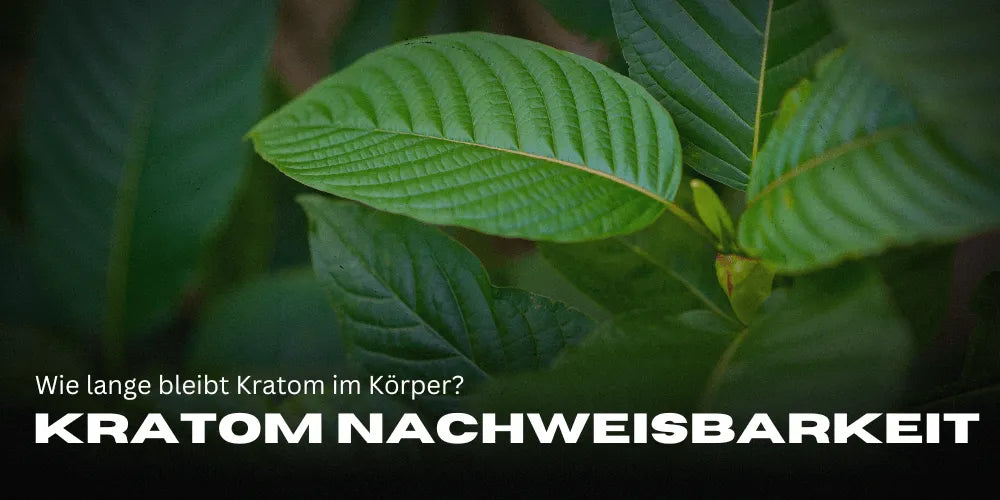 Kratom Wykrywalność – Jak długo Kratom utrzymuje się w organizmie?