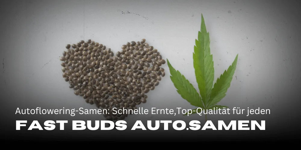 Graines Fast Buds Autofloraison : Récoltes rapides avec une qualité supérieure pour chaque cultivateur