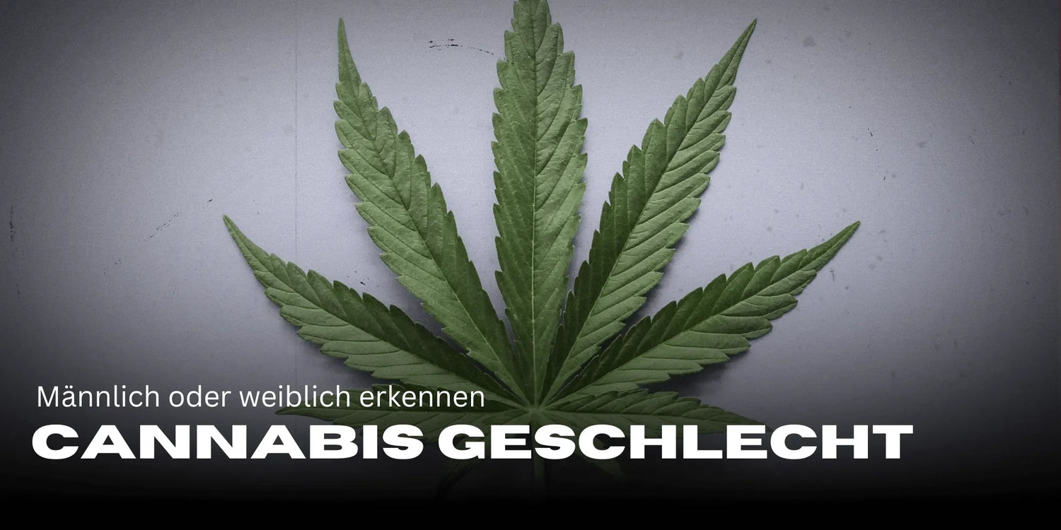 Identifying cannabis gender, determining cannabis gender