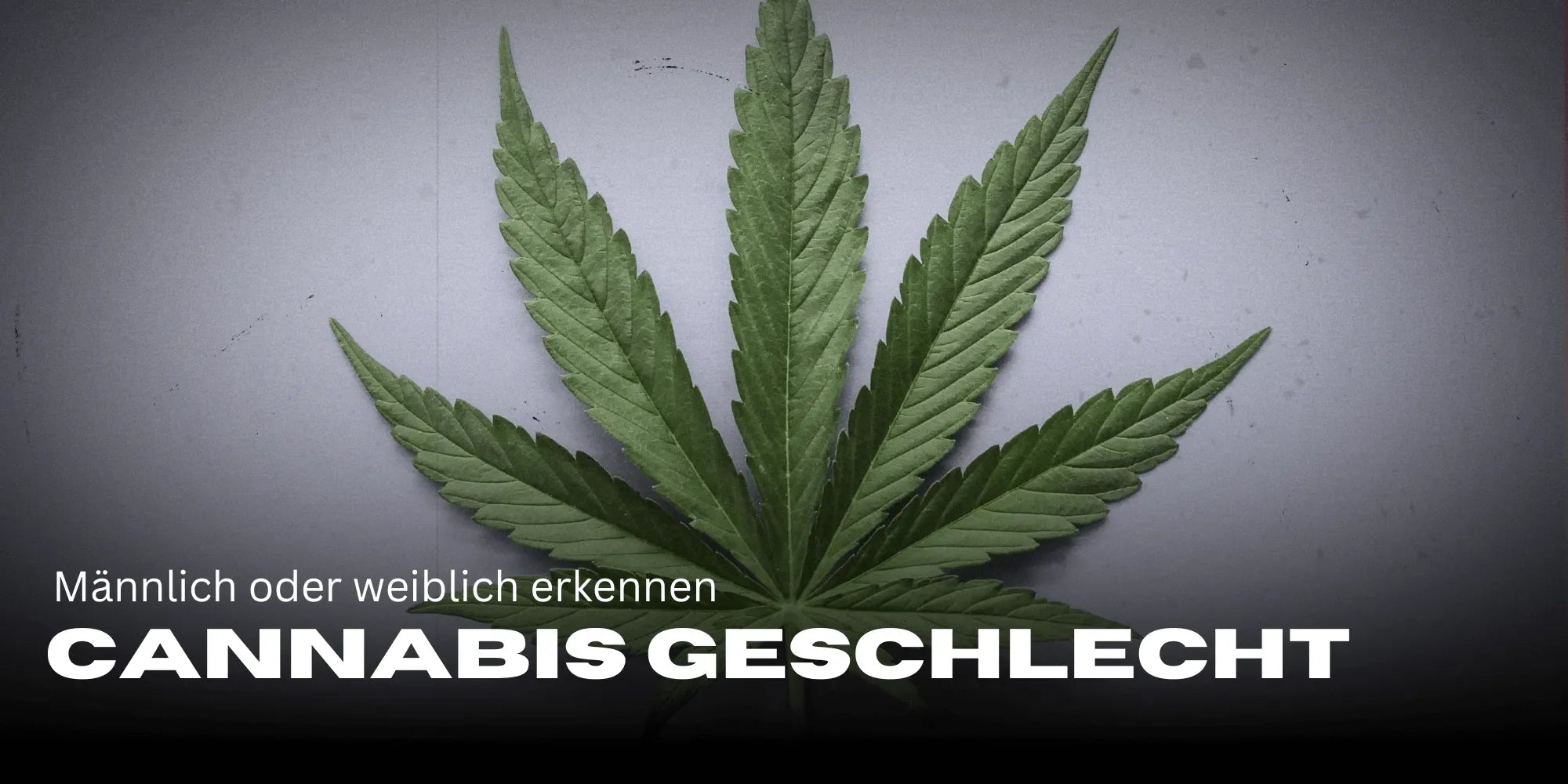 Identifying cannabis gender, determining cannabis gender