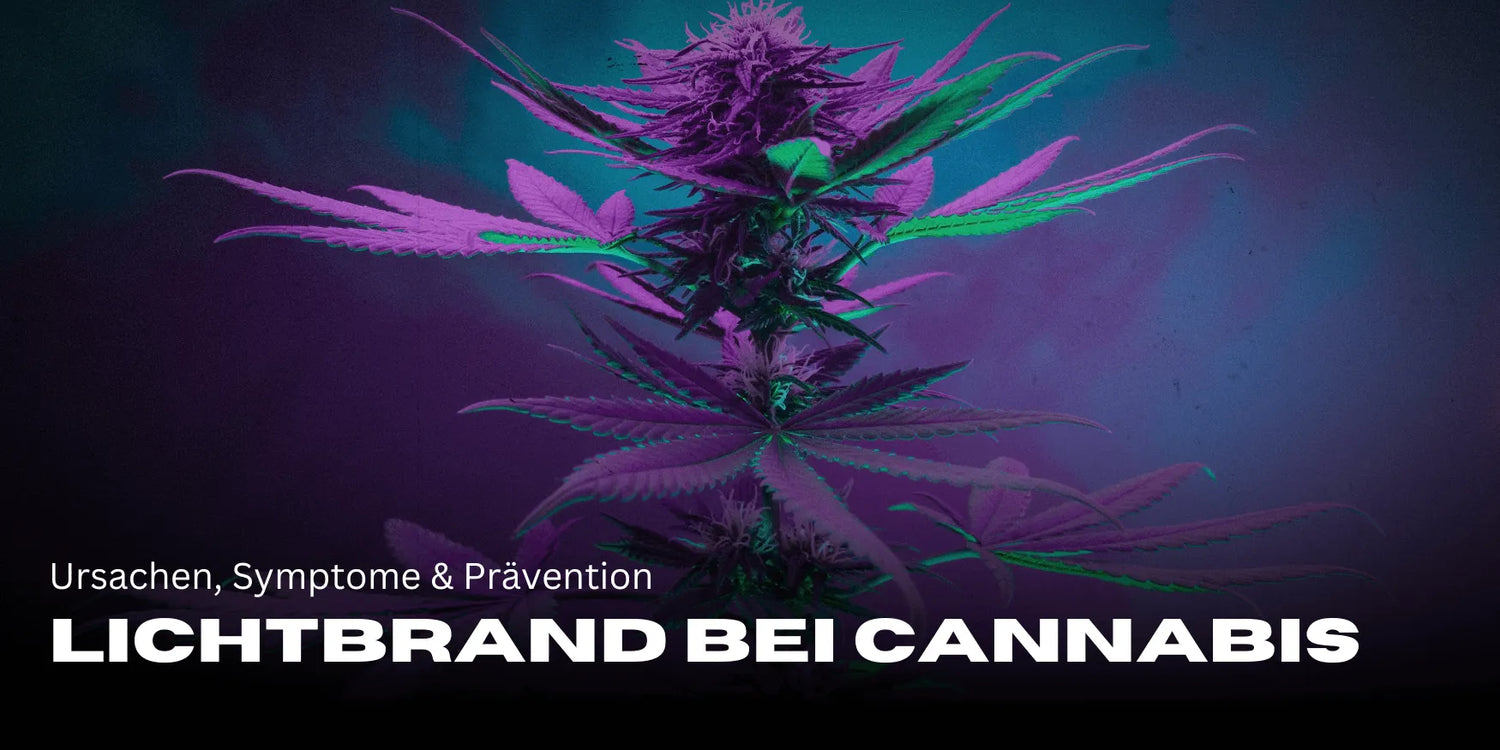 Queimadura de luz no Cannabis: Causas, sintomas e prevenção-Smagro GmbH