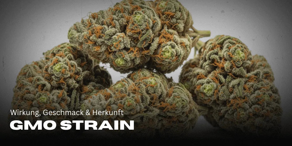 GMO Strain: Efeitos, sabor e origem da popular Indica