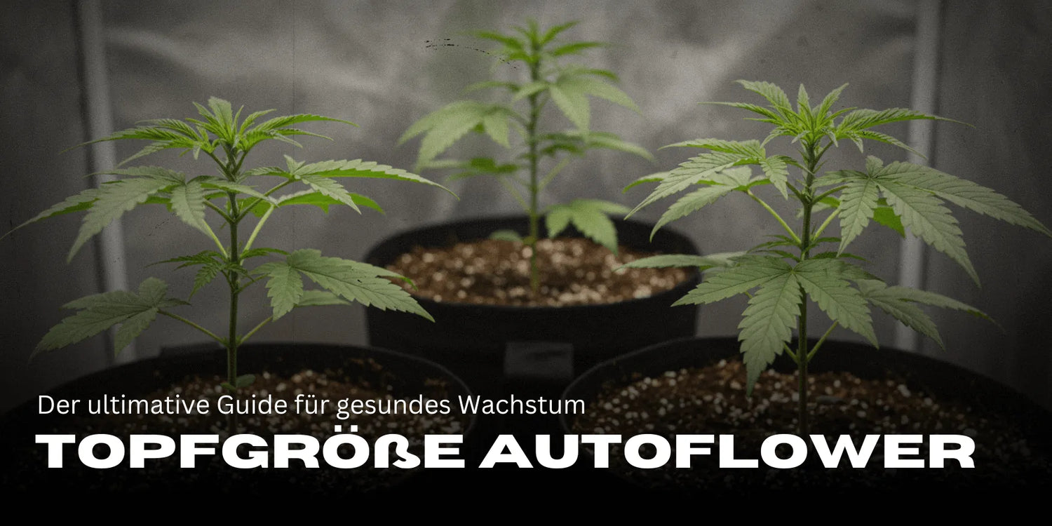 Három Kannabisz hajtás nagy cserepekben