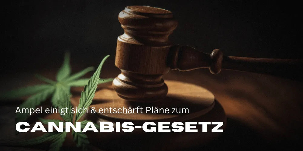 Cannabis Law Coalition
