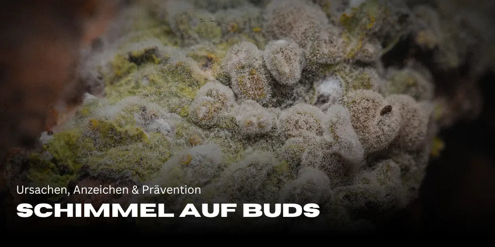 Schimmel op Buds: Oorzaken, Tekenen & Preventie-Smagro GmbH
