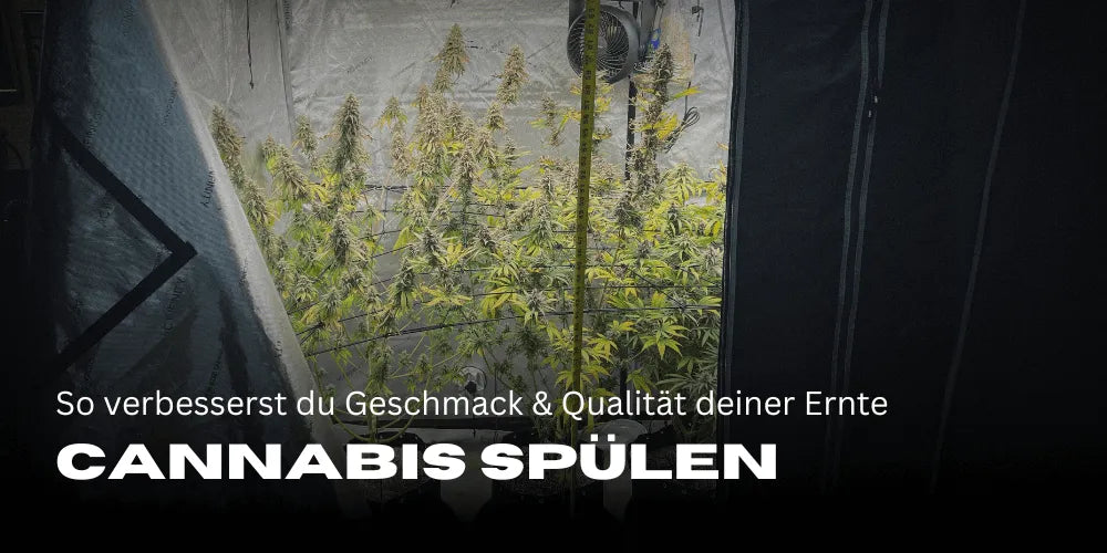 Cannabis rinçage : Voici comment tu améliores le goût et la qualité de ta récolte