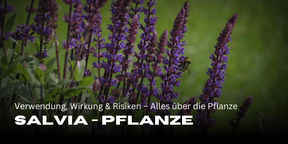 Salvia: felhasználás, hatás és kockázatok – Minden a sokoldalú növénynemzetségről