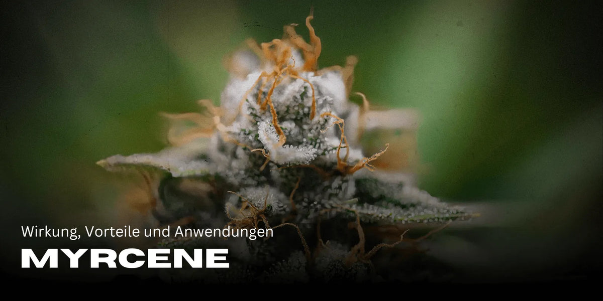 Mircen: Efekty, zalety i zastosowania terpenów-Smagro GmbH