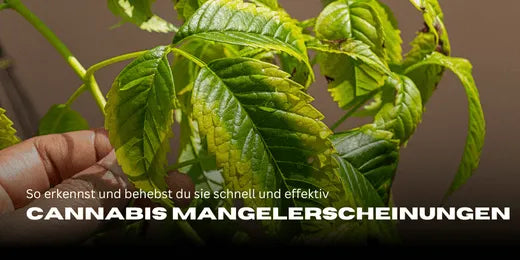 Deficiencias de cannabis