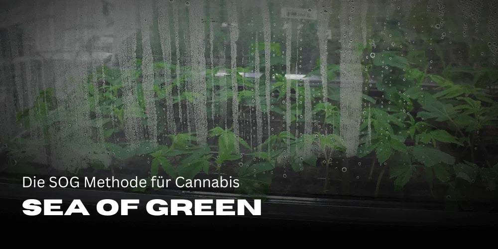 Sea of Green: A SOG módszer a Kannabiszhoz