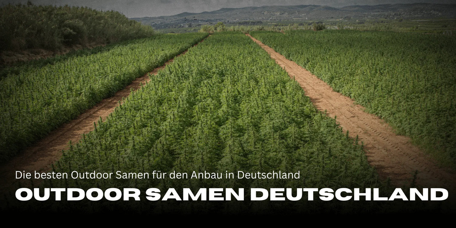 Las mejores semillas para exterior en Alemania: