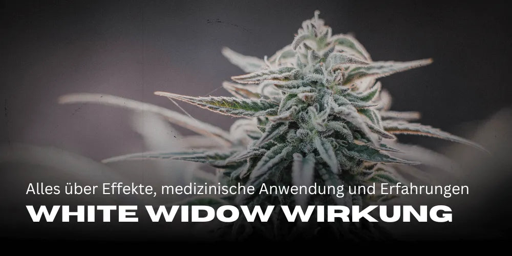 White Widow efecto: Todo sobre los efectos, uso medicinal y experiencias