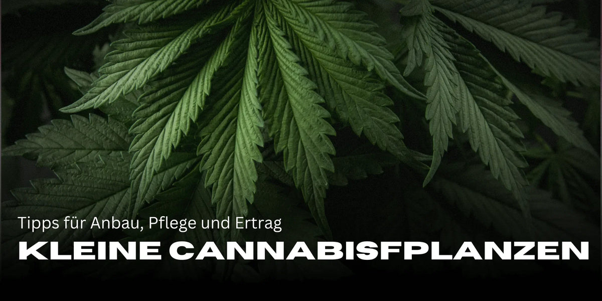 Kis kannabisz növények: tippek a termesztéshez, gondozáshoz és hozamhoz – Smagro GmbH