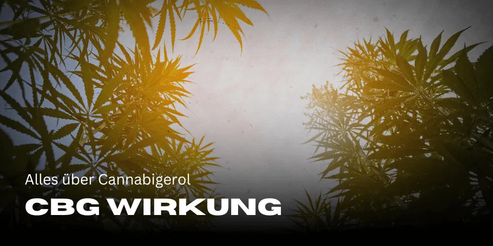 Efectos del CBG: Todo sobre el Cannabigerol