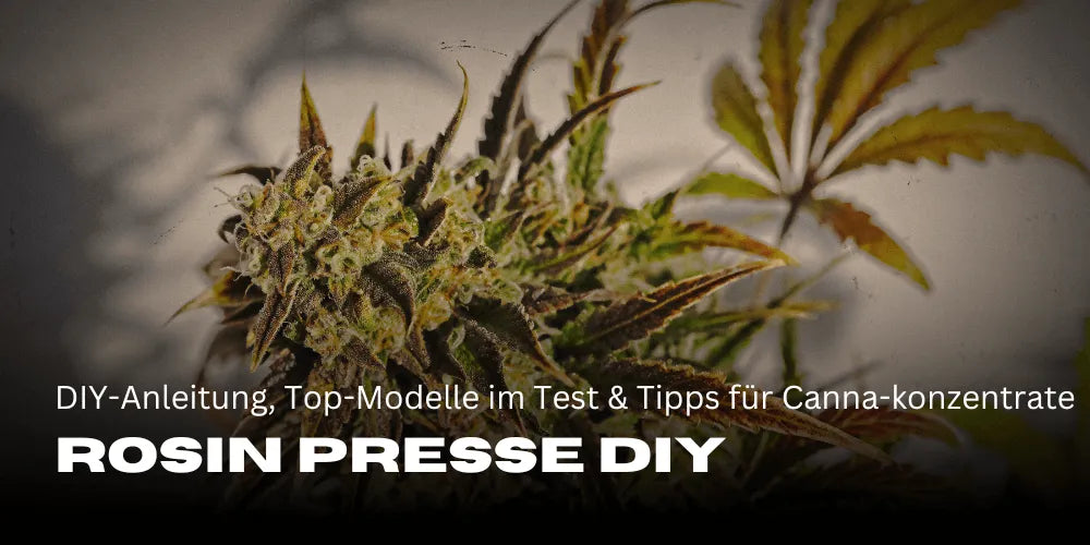 Rosin Press: DIY Guide, Top Models Reviewed, and Tips for Cannabis Concentrates