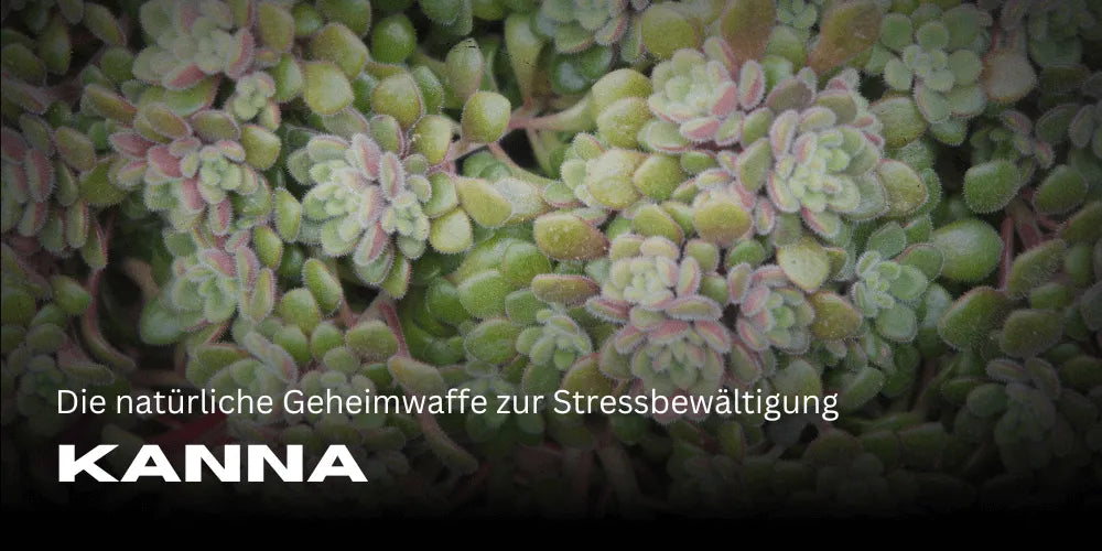 Kanna: El arma secreta natural para manejar el estrés