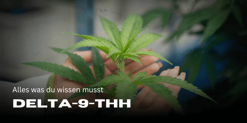 Delta-9-THC: tudo o que precisas de saber