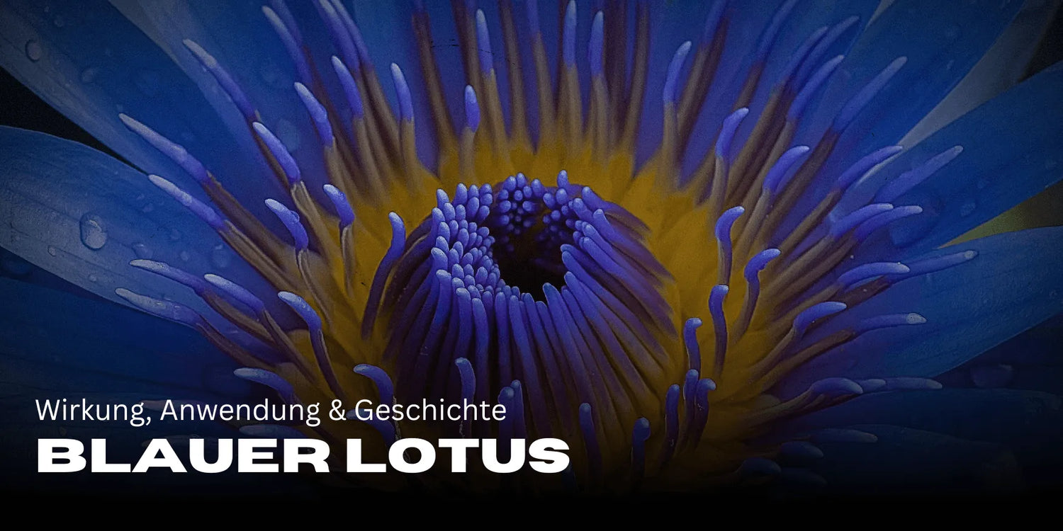 Loto Azul