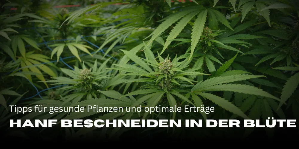 Pruning hemp during flowering: Tips for healthy plants and optimal yields - Smagro GmbH